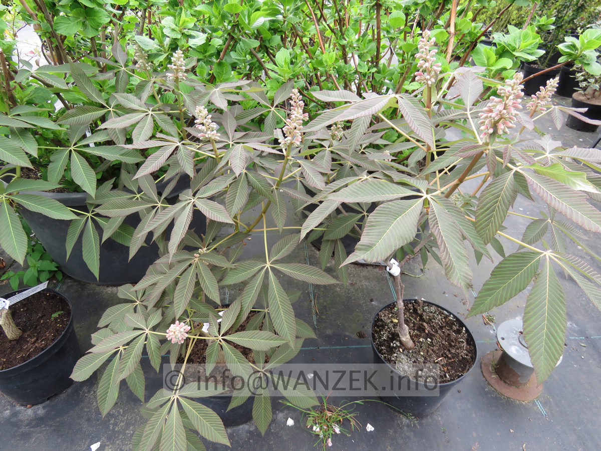 Aesculus pavia Khoehnei - Austrieb.JPG